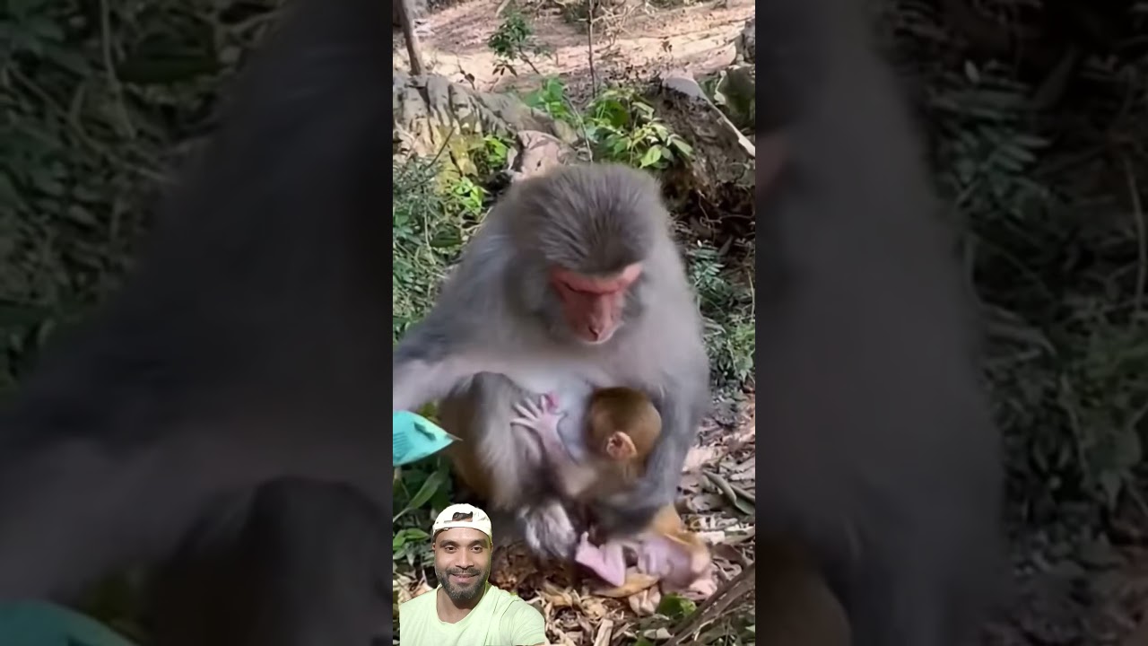 Crazy Monkey Moments That will Make you Laugh | Funny Shorts #funny