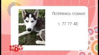 Потерялась собака Герда. Вятка Today 10.09.2015 Потерялась собака Герда. Вятка Today 10.09.2015