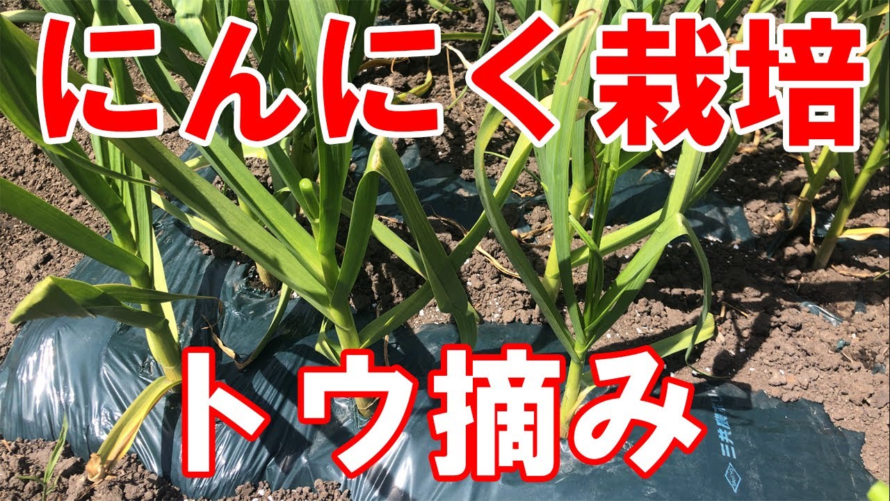 ニンニク を 大きく 育てる に は