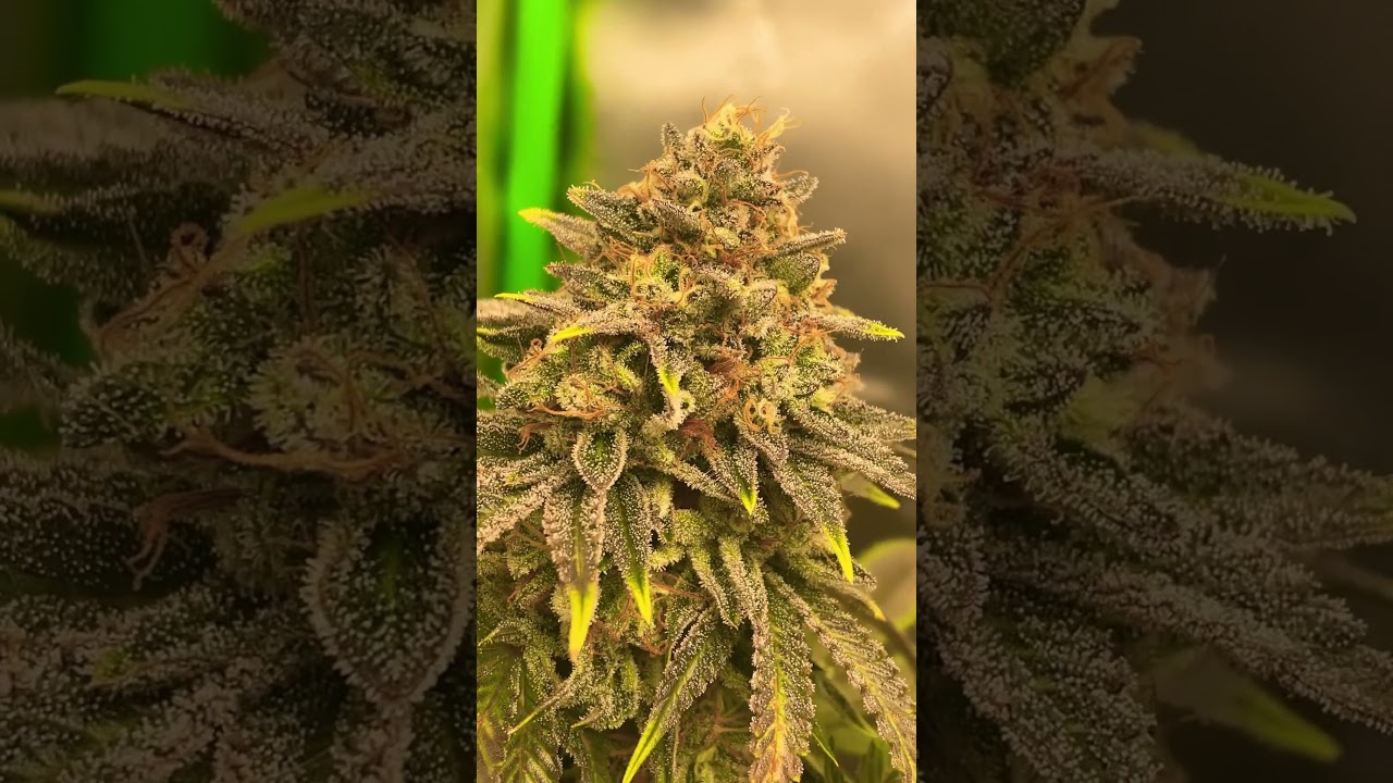 Day 60 Flower | Ethos Genetics 