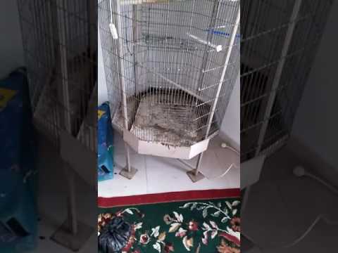 كيفيت تميز بين دكر والأنثى الفنك مع يوسف الشويكي