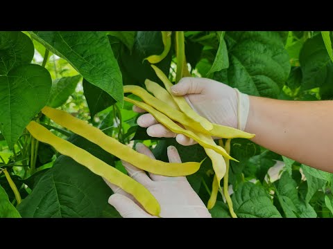 Video: Kas umbrohu hävitamine aitab rohul kasvada?