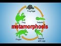 Metamorphosis | Metamorphosis Song for Kids | Frog Life Cycle | Frog Metamorphosis | Jack Hartmann