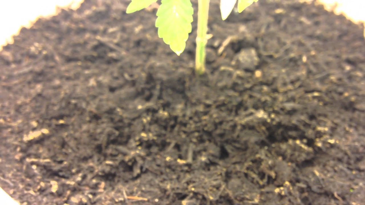 Need help with little  bugs  in soil YouTube