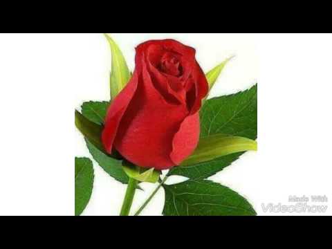 وديع مراد احنا فى خطر