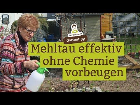 Video: Verarbeitung Von Stachelbeeren Aus Mehltau Im Frühjahr: Wann Und Was Ist Besser Zu Verarbeiten?
