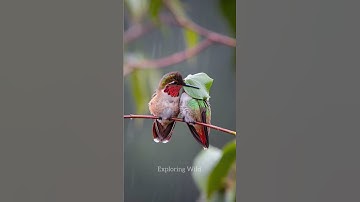*This Bird Can Fly Backwards* Hummingbird by Exploring Wild