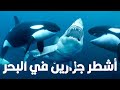 ليه حيتان الأوركا بتصطاد أسماك القرش وتاكل منها الكبد بس