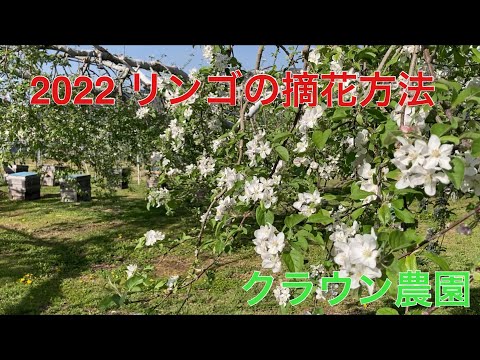 2022 りんごの摘花方法 hqdefault