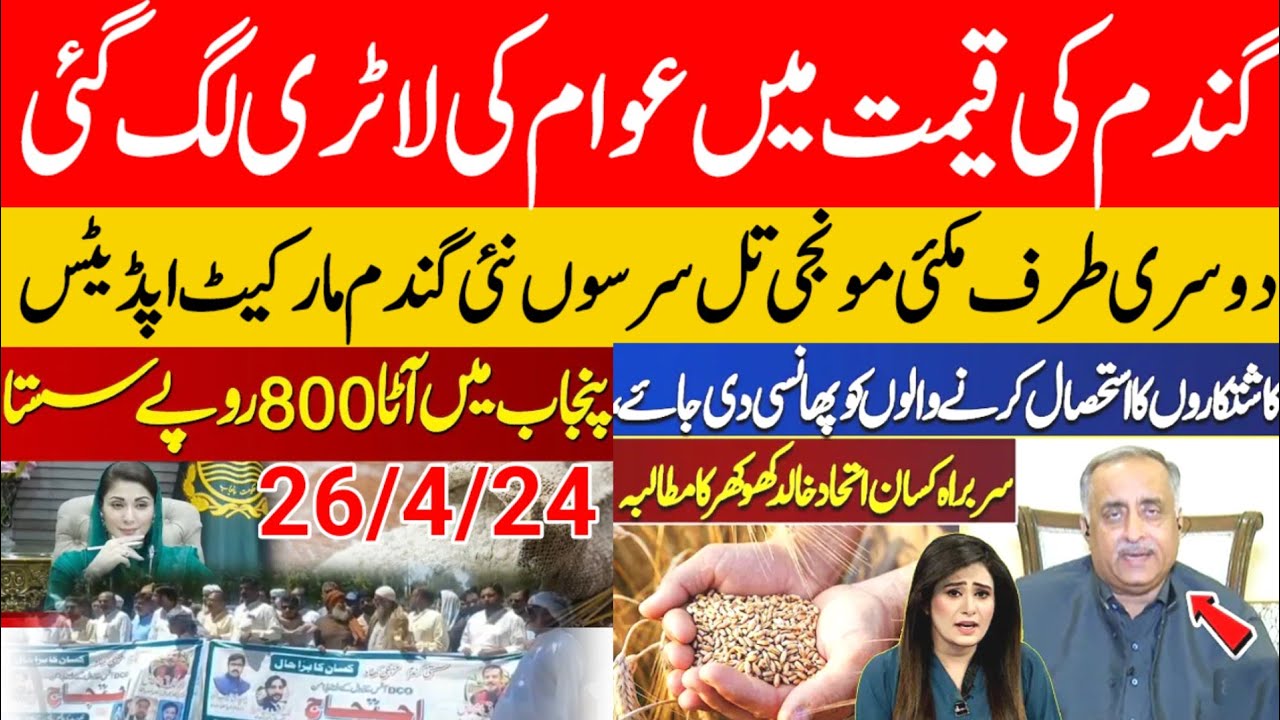 wheat price in punjab 2024 gundam/Makki sarson munji rate today 2024 ...