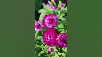 Гелихризум - Неприхотливый сухоцвет. (Helichrysum)💐