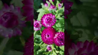 Гелихризум - Неприхотливый сухоцвет. (Helichrysum)?