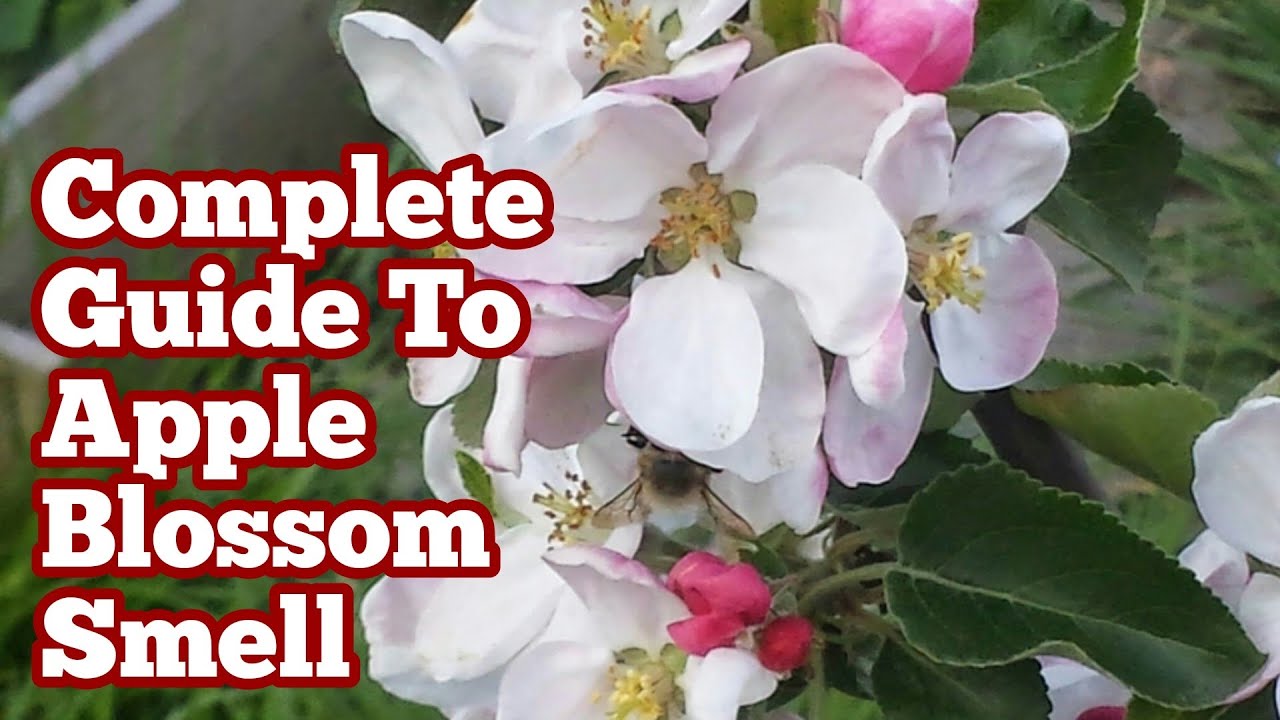 How Is The Smell Of Apple Blossom?