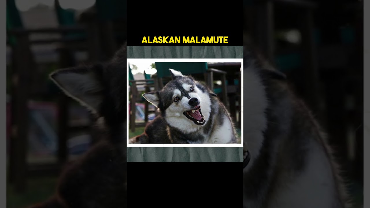 Alaskan Malamute  | 😲 Most dangerous dog breed in the world