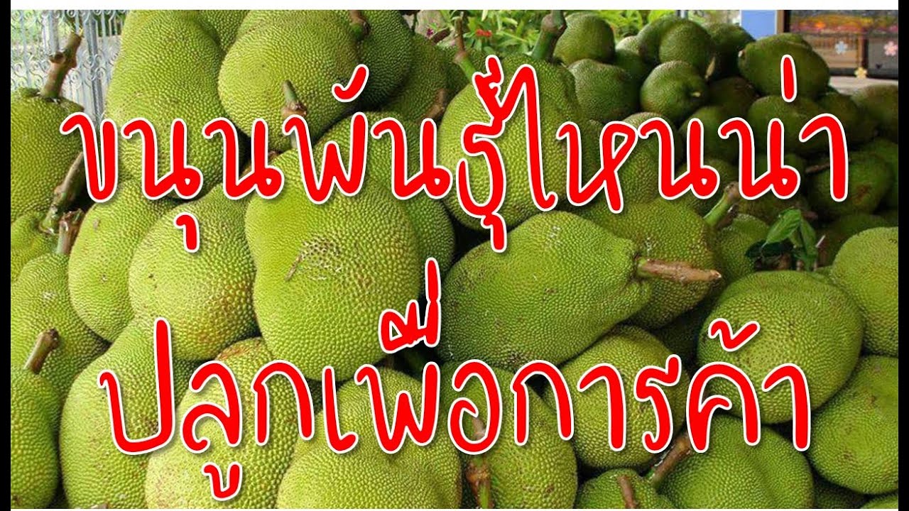 สินค้า ที่ ตลาด ต้องการ  New 2022  ขนุนพันธุ์ไหนน่าปลูกเพื่อการค้า