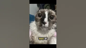 Wake Up You Re Getting Comfortable Wakeup Cat Catmemes Funnycats Sillycat 