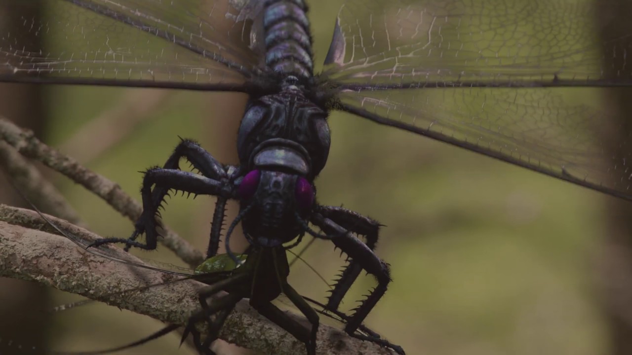 giant dragonfly extinct