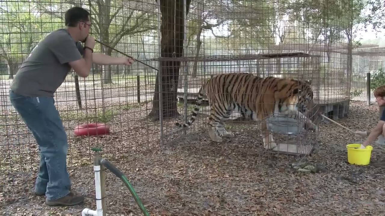 How To Vaccinate Big Cats