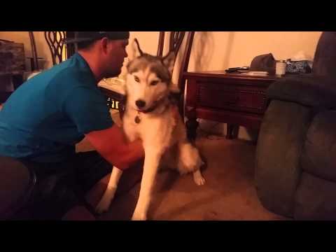 Siberian Husky Dog Eats Marijuana Edible