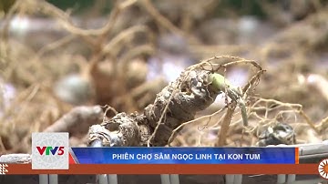 PHIÊN CHỢ SÂM NGỌC LINH TẠI KON TUM  | VTV5