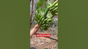 DAO CẮT NẢI CHUỐI CỰC NHANH .lh 0978.314.693