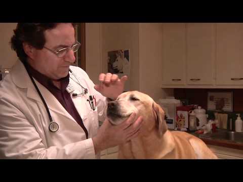 Video: Do It Yourself at Home Physical Exam for Your Dog