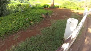 Hawaii Kauai Princeville chicken chicks agriculture farming farm vista view