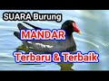 Suara Pikat Burung Mandar. Paling mantap.