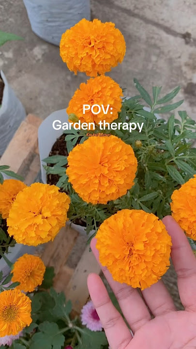 Beautiful flowers repel pests in the home garden #gardening #gardeningathome #flowers