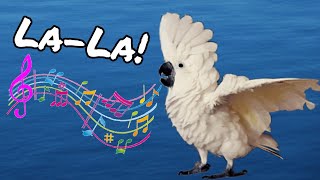 Onni Cockatoo Singing!