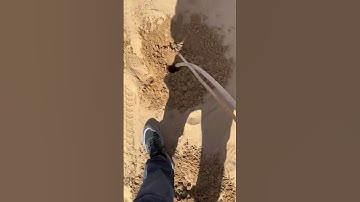 Collaborative planting process of green plants to stabilize sand dunes