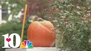 TDOC "Operation Blackout" adds special conditions for Tennessee sex offenders during Halloween