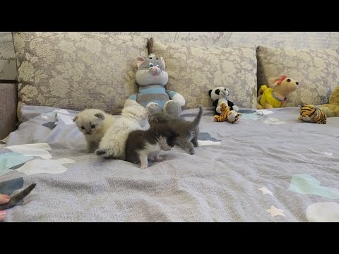 Котенок Чупик Знакомится