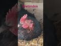 kızlar üretime devam ediyor 🐔🐔🥚