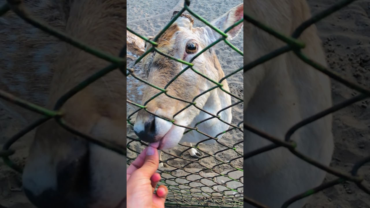 Deer Eating Popcorn subscribe youtube youtubeshorts reels nature