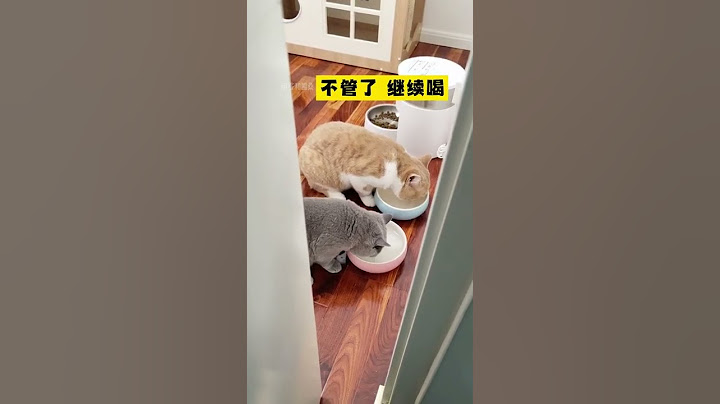 貓：水裏有毒？