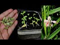 How to Grow Cardamom Plants from Cutting Cardamom Seeds In A Apple & Orange Fruits