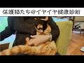 保護猫たちのイヤイヤ健康診断・2026年7月号