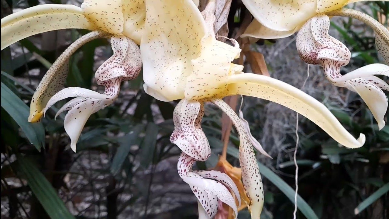 ESSAS ORQUÍDEAS QUE A FLORAÇÃO PASSA RÁPIDO 