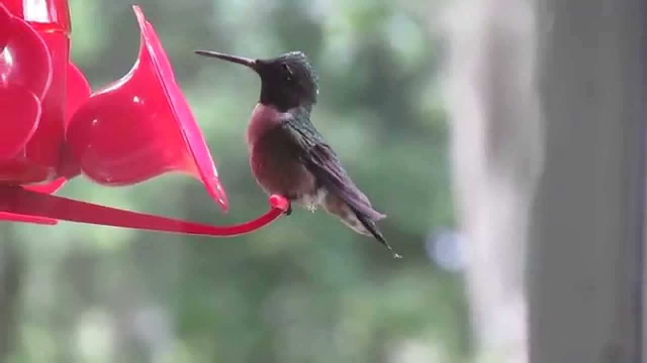 Hummingbird 2