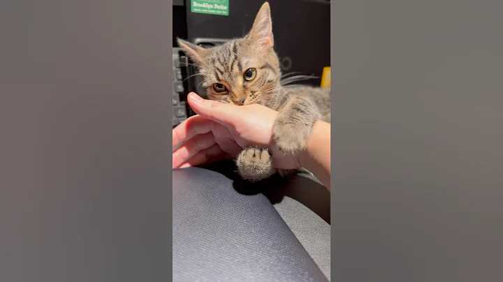 Watch the video about A kitten who never wants to let her daddy work...lol #shorts #cat