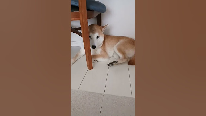 2023年5月26日　何故か椅子の下に避難する柴犬
