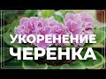 Размножение фиалки черенком. Как вырастить фиалку из листа