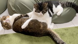 パパ大好きすぎて離れない子猫と困っている親猫