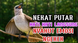 semua jenis trucukan manapun di jamin langsung nyaut dengar pancingan trucukan gacor ini