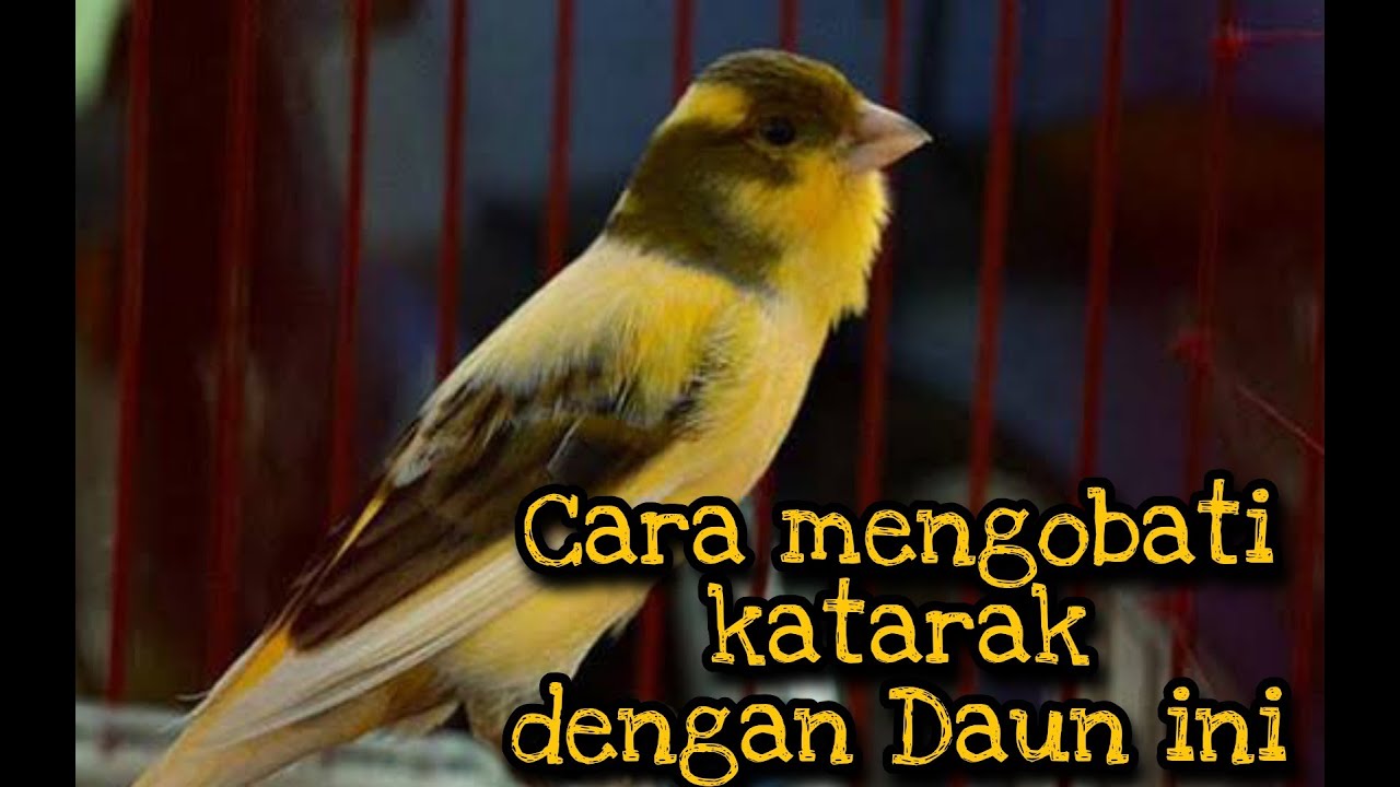 Cara Mengobati burung katarak || Dengan daun sirih
