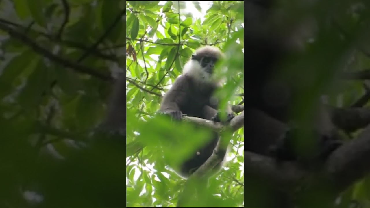 Northern Monkey  Purple faced leaf monkey  