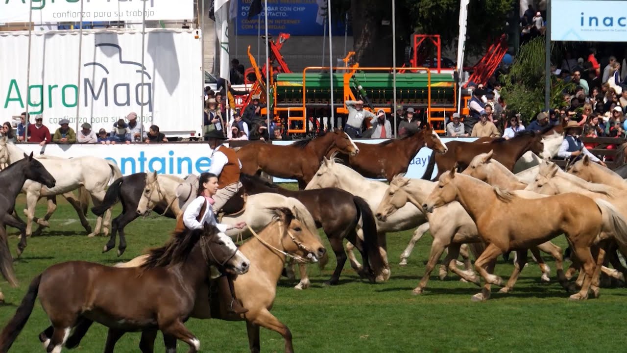 ganador mejor tropilla criolla prado 2025