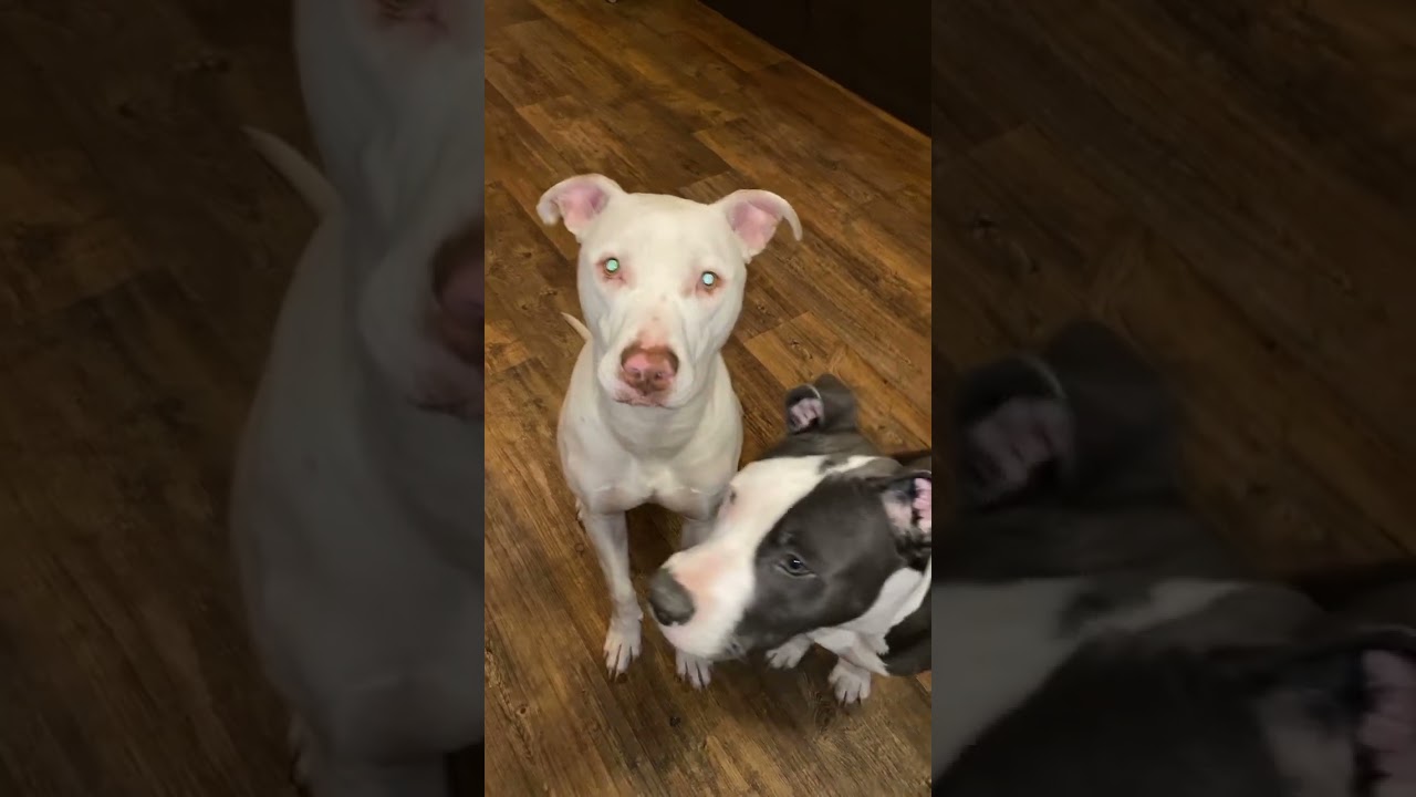 These guys keep me grounded 🐾💙 