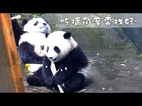 《熊貓早晚安》奶爸：吃播角度要找好 | iPanda熊貓頻道